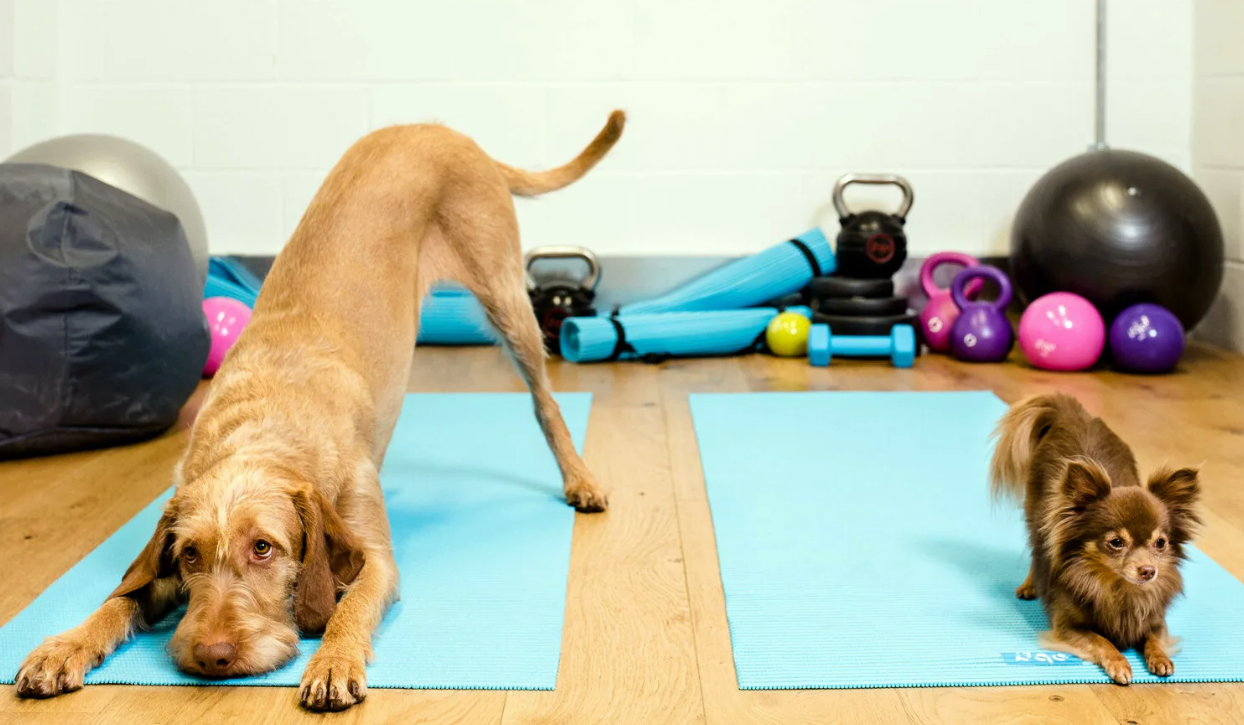 Дрессировка собак породы Бигль Akita Dog School